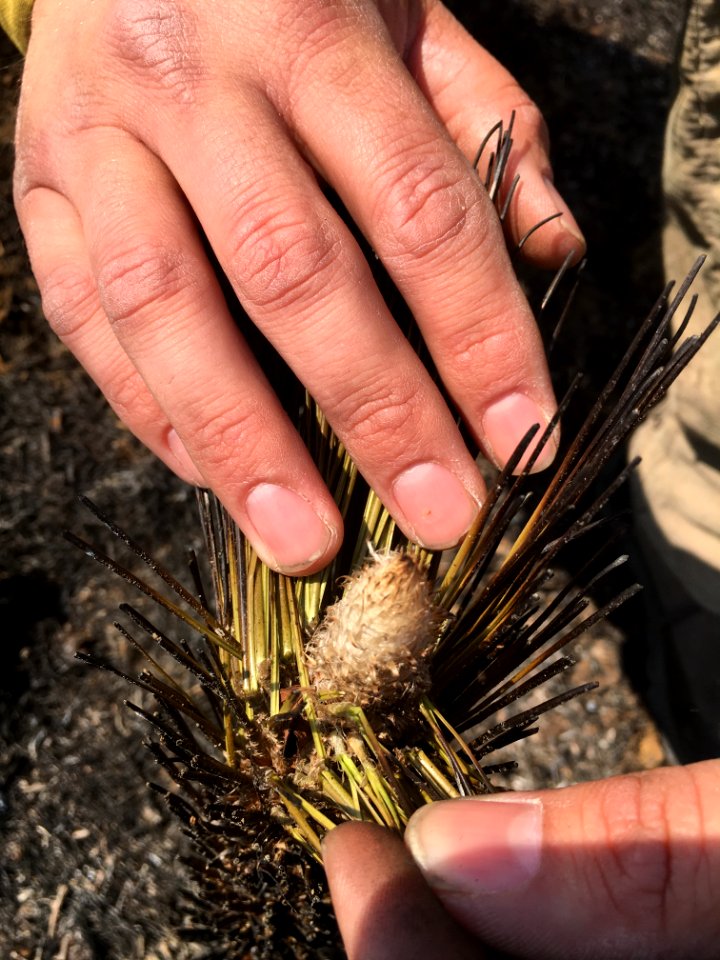 Controlled burn to restore mountain longleaf pine in northwest Georgia - 170317-FS-Chattahoochee-Oconee-SB-045
