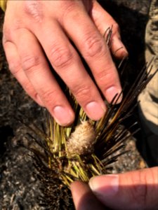 Controlled burn to restore mountain longleaf pine in northwest Georgia - 170317-FS-Chattahoochee-Oconee-SB-045