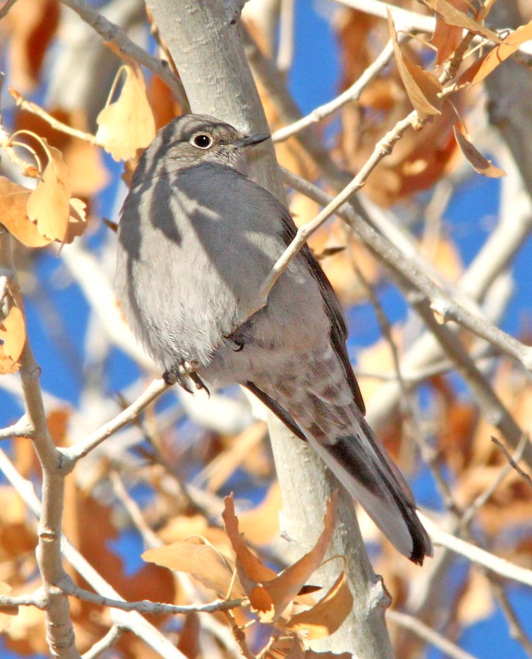 737 - TOWNSEND'S SOLITAIRE (12-04-09) farmington, nm (3)