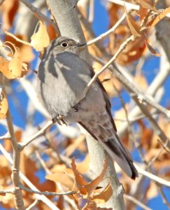 737 - TOWNSEND'S SOLITAIRE (12-04-09) farmington, nm (3)