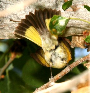 820 - AMERICAN REDSTART (5-31-09) male, first summer, silver saddle resort, galileo hill, kern co, ca  (7)