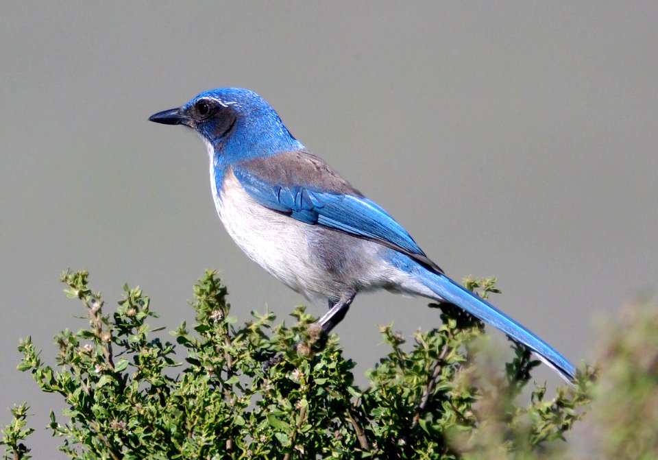 642 - WESTERN SCRUB-JAY (1-10-08) slo co, ca