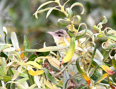 631 - YELLOW-GREEN VIREO (9-30-06) oceano. slo co, ca (2)