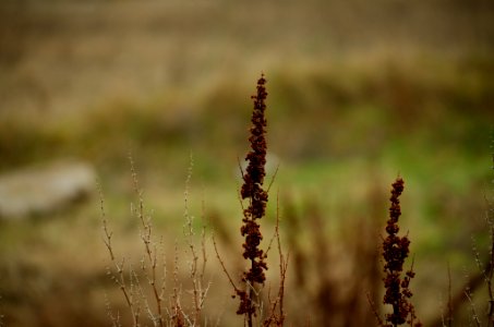 Winter Plants