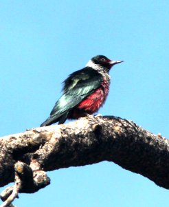 522 - LEWIS'S WOODPECKER (6-12-13) north cyn  trail, vallecito res, la plata co, co -02