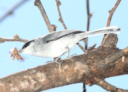 704 - BLACK-CAPPED GNATCATCHER (4-1-12) patagonia, scc, az - (2) - Copy