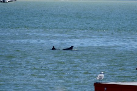 Dolphins at John's Pass
