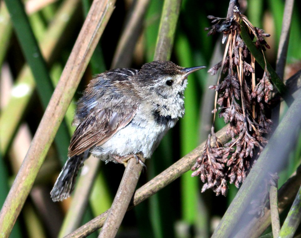 696 - MARSH WREN (7-13-09) oso flaco lake, slo co, ca  (4)
