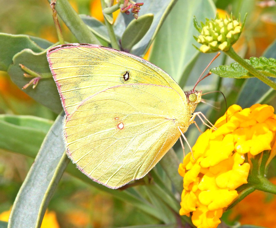SULPHUR, ORANGE (Colias euytheme) (9-8-11) 78 circulo montana, patagonia lake ranch estates, scc, az
