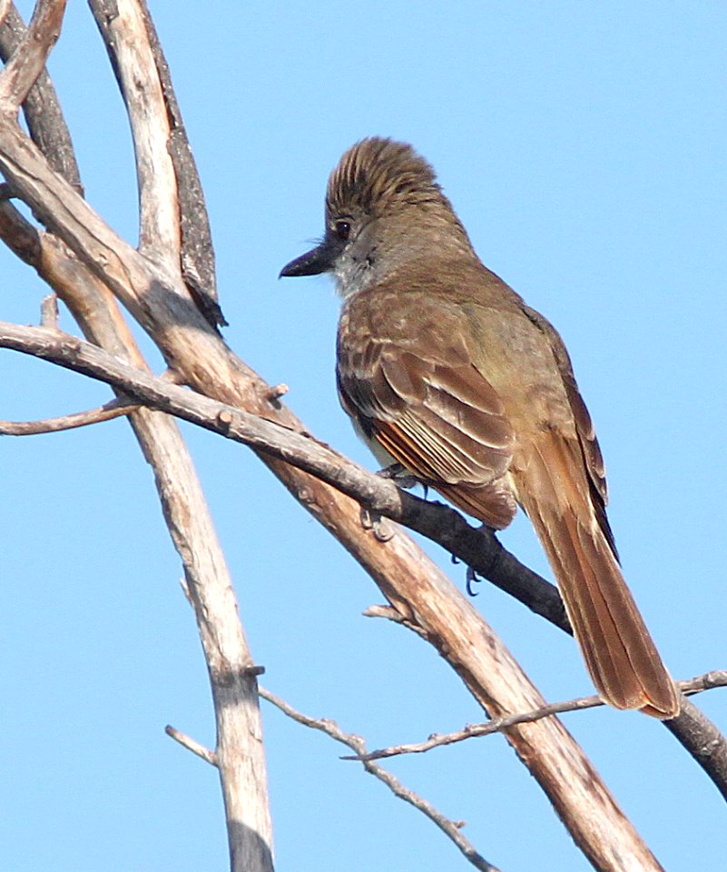 594 - BROWN-CRESTED FLYCATCHER (7-27-11) rio rico de anza trail north, scc, az - (1)