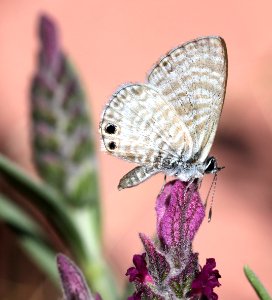 BLUE, MARINE (Leptotes marina) (4-7-13) 78 circulo montana, patagonia lake ranch estates, scc, az