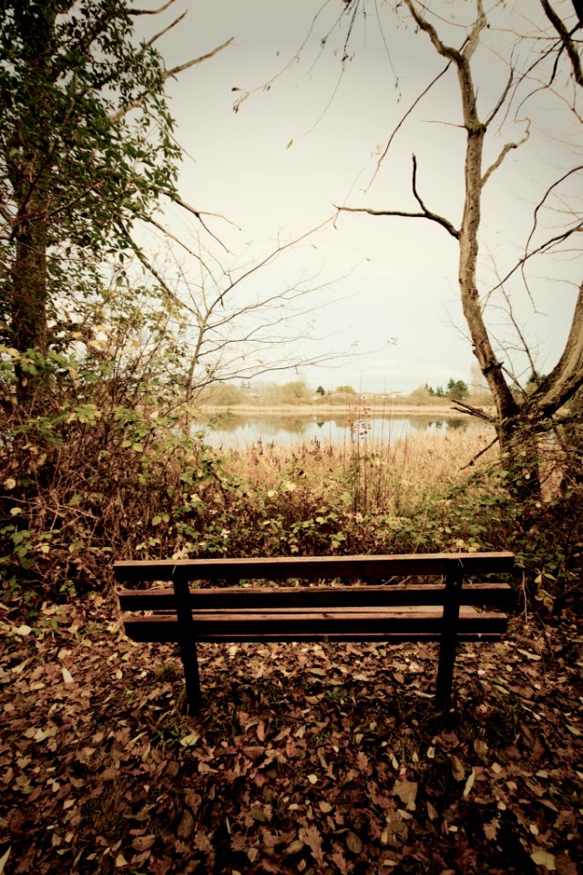 Bench overlooking marsh