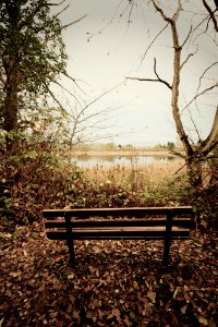 Bench overlooking marsh photo