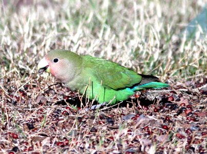 558 - ROSY-FACED LOVEBIRD (1-30-13) encanto park, phoenix, maricopa co, az  (3)