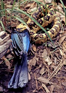 638 - STELLER'S JAY (8-74) with black-tailed rattlesnake, huachuca mts, cochise co, az
