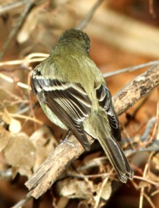 580 - HAMMOND'S FLYCATCHER (1-2-11) north along river from santa gertrudis lane, tumacacori, scc, az -  (5)