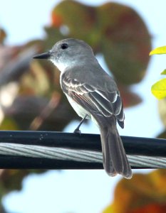 595 - LA SAGRA'S FLYCATCHER (1-21-10) bill baggs state park, key biscayne, fl  (2) - Copy