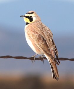 655 - HORNED LARK (3-8-11) san rafael grasslands, scc, az - (7)
