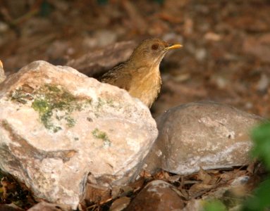 753 - CLAY-COLORED THRUSH (1-9-09) frontera aud, weslaco, tx  (2)