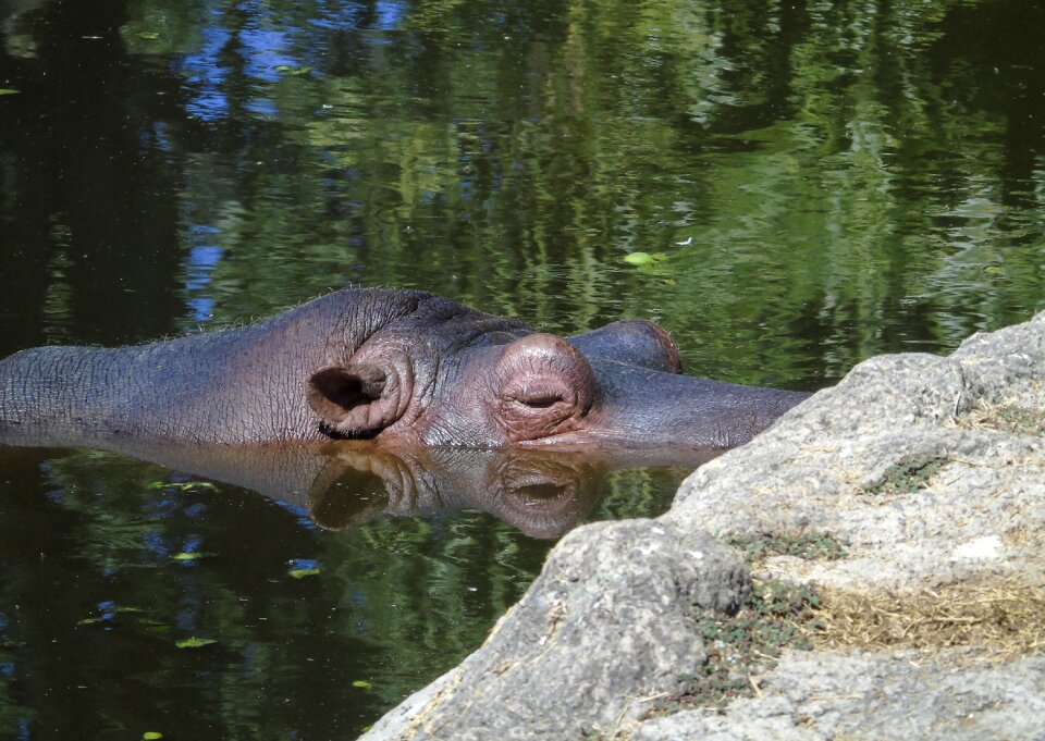 Animal mammal nature