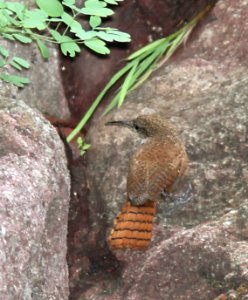 691 - CANYON WREN (8-6-11) pena blanca lake, scc, az -01