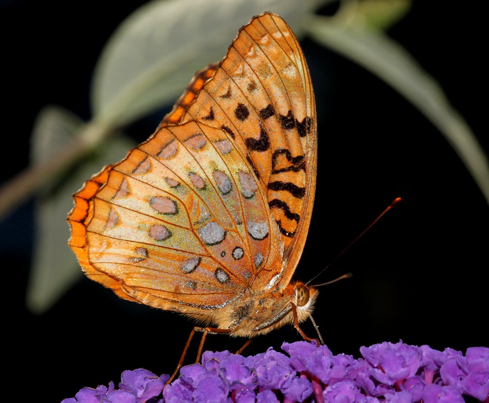 FRITILLARY, GREAT SPANGLED (speyeria cybele) (8-11-09) pepperill, ma  (2)