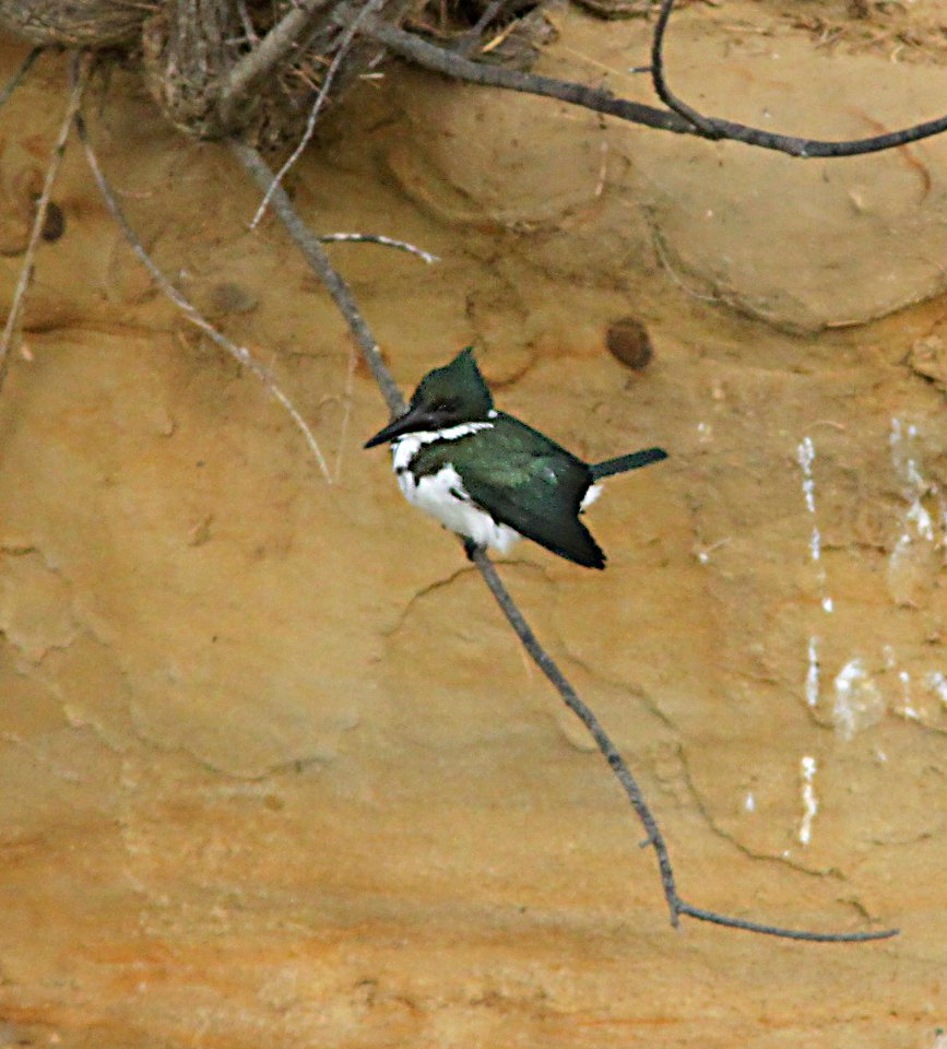 519 - AMAZON KINGFISHER (1-28-19) laredo, tx  (3)