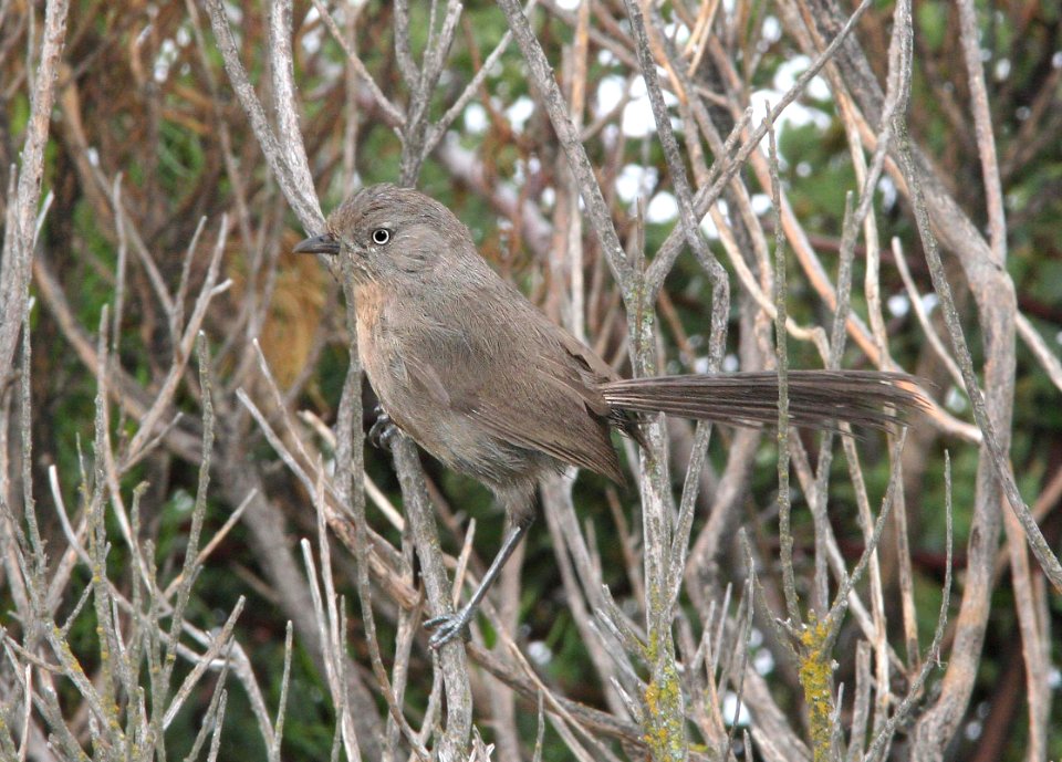 716 - WRENTIT (6-10-09) tv tower rd, slo co, ca (1)