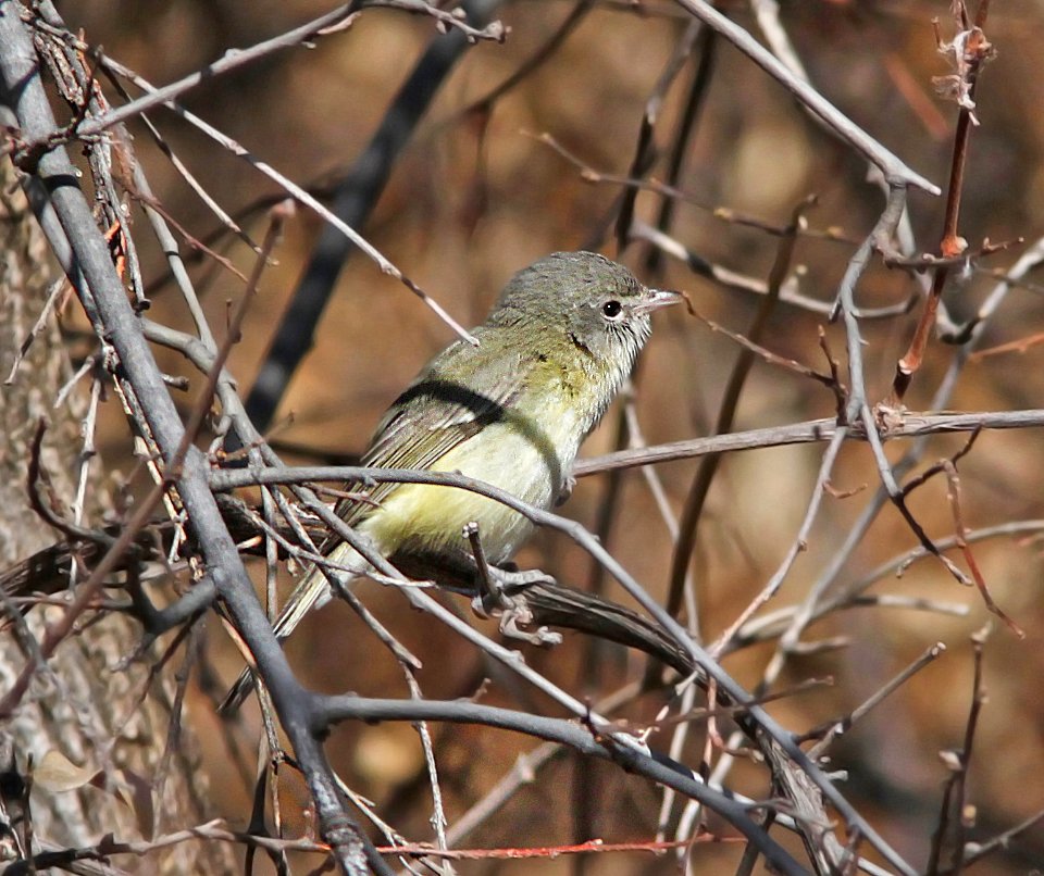 620 - BELL'S VIREO (3-28-11) sonoita creek state natural area, scc, az - (2)