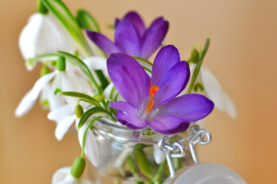 Snowdrop lily of the valley flowers