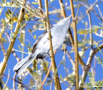 701 - BLUE-GRAY GNATCATCHER (1-7-12) base of stairs, patagonia lake east end, scc, az -01 - Copy