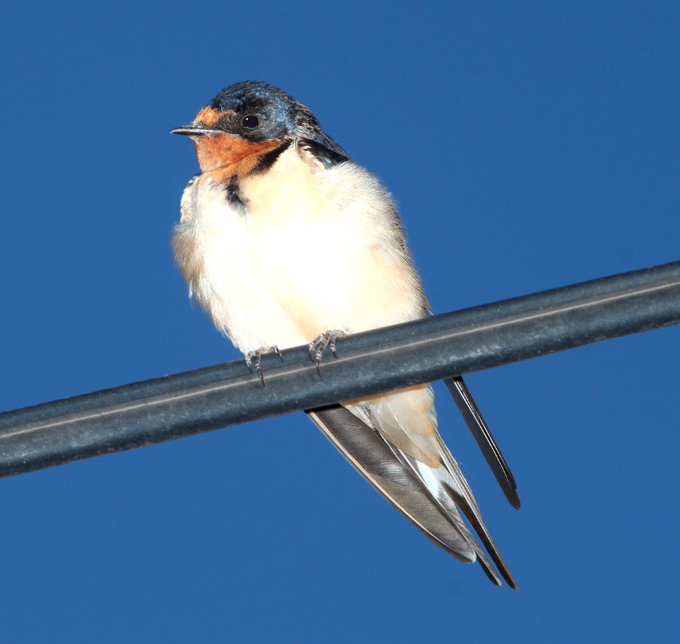 669 - BARN SWALLOW (5-23-11) patagonia, scc, az -01
