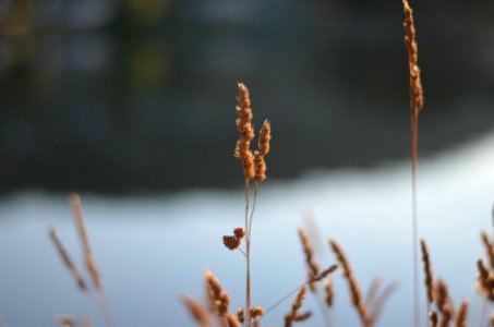 Grass