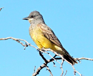 604 - CASSIN'S KINGBIRD (5-12-10) patagonia, az - (1)
