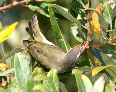 628 - WARBLING VIREO (10-17-07) slo co, ca