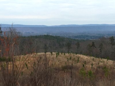 Controlled burn to restore mountain longleaf pine in northwest Georgia - 170317-FS-Chattahoochee-Oconee-SB-070