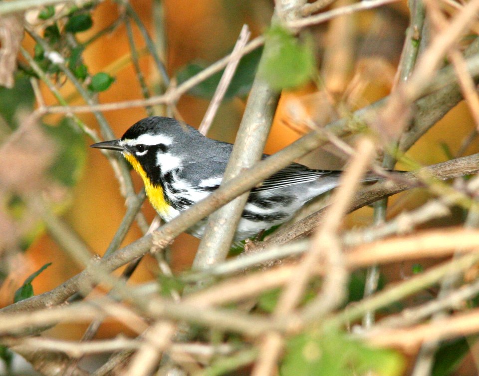 836 - YELLOW-THROATED WARBLER (1-9-09) frontera aud, weslaco, tx