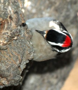 535 - DOWNY WOODPECKER (12-17-09) canet rd, slo co, ca (3)