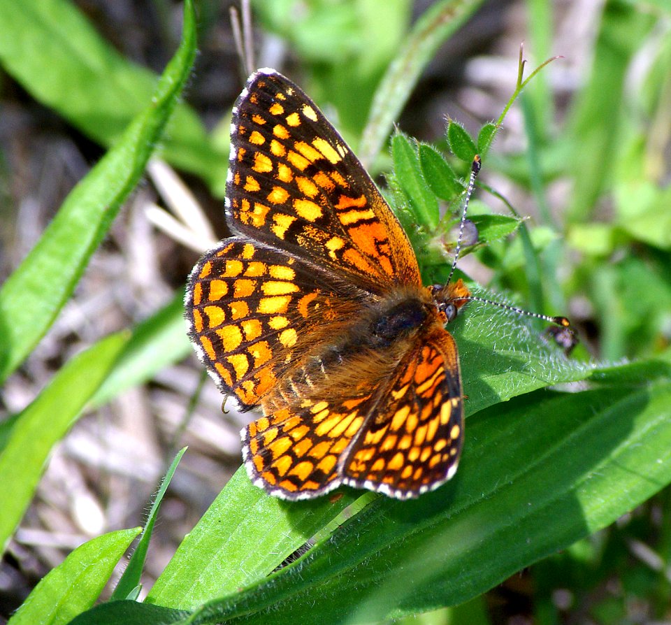 CHECKERSPOT, GABB'S (chlosyne gabbii) (4-8-07) male, canet rd, morro bay, slo co, ca (2)