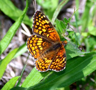 CHECKERSPOT, GABB'S (chlosyne gabbii) (4-8-07) male, canet rd, morro bay, slo co, ca (2)