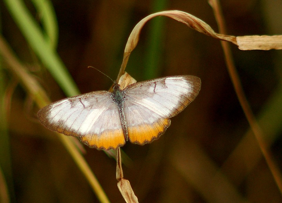 MESTRA, COMMON, (Mestra amymone) (12-6-05) laguna atascosa nwr, tx