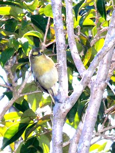 619 - THICK-BILLED VIREO (3-5-13) bill baggs state park, dade co, fl (6) photo