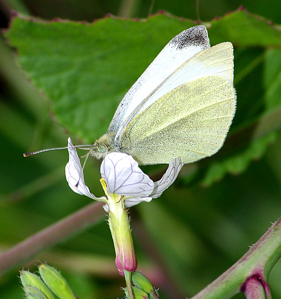 WHITE, CABBAGE (Pieris rapae) (4-11-07)  oceano state park, slo co, ca (1)