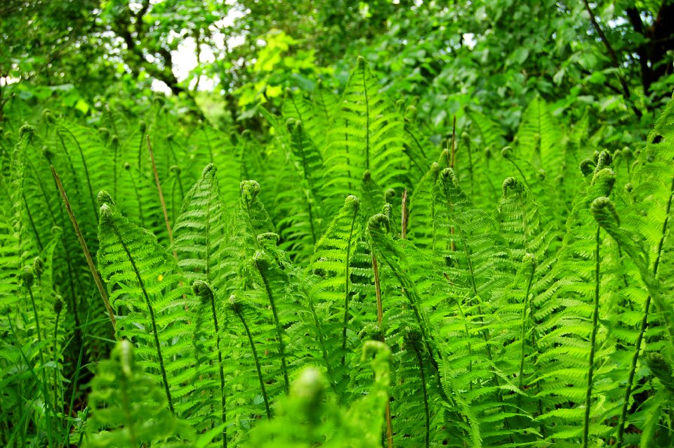 Forest spring flora