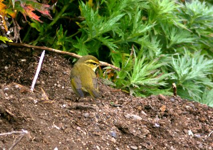 714 - ARCTIC WARBLER (9-2-08) gambell, ak -  (3)