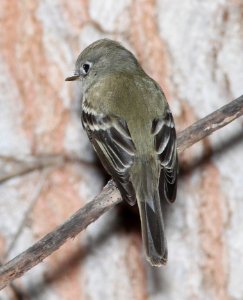 580 - HAMMOND'S FLYCATCHER (1-2-11) north along river from santa gertrudis lane, tumacacori, scc, az -  (2)