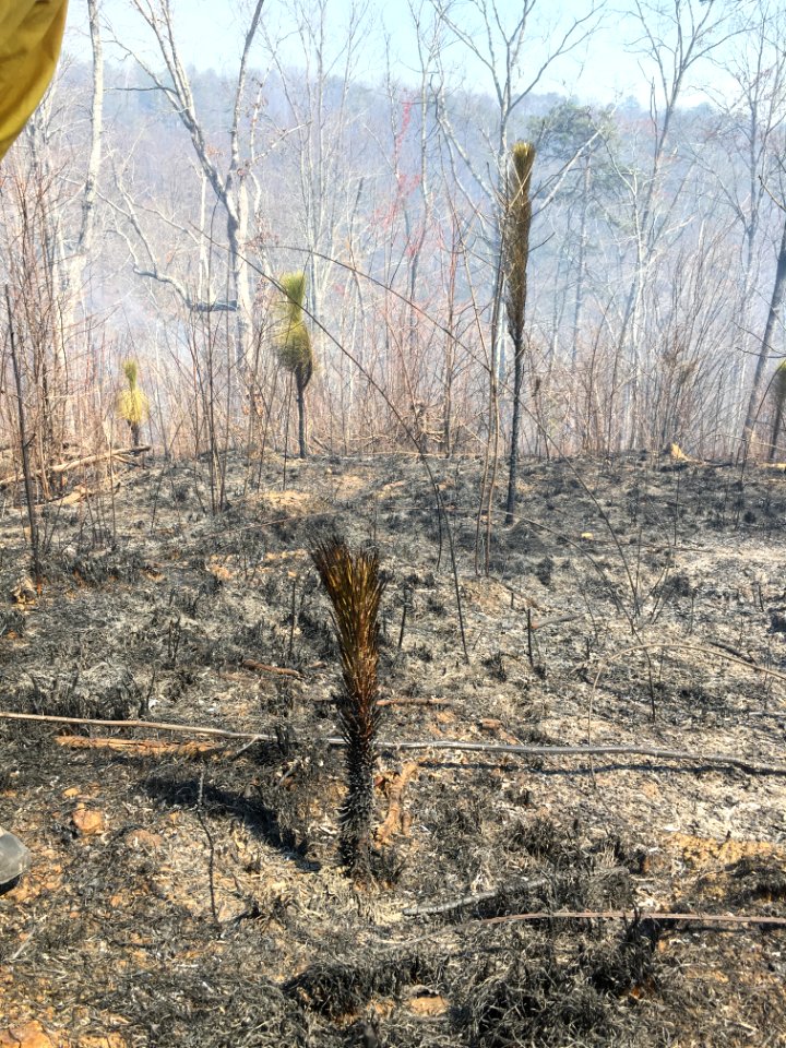 Controlled burn to restore mountain longleaf pine in northwest Georgia - 170317-FS-Chattahoochee-Oconee-SB-043