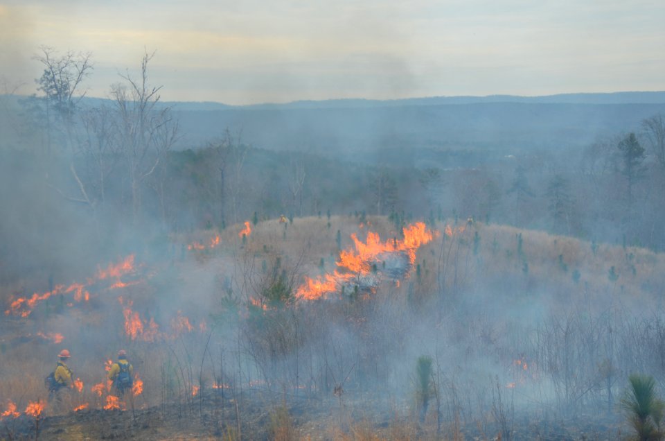 Controlled burn to restore mountain longleaf pine in northwest Georgia - 170317-FS-Chattahoochee-Oconee-SB-052