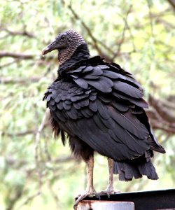 202 - BLACK VULTURE (7-24-13) patagonia lake state parek, scc, az -01