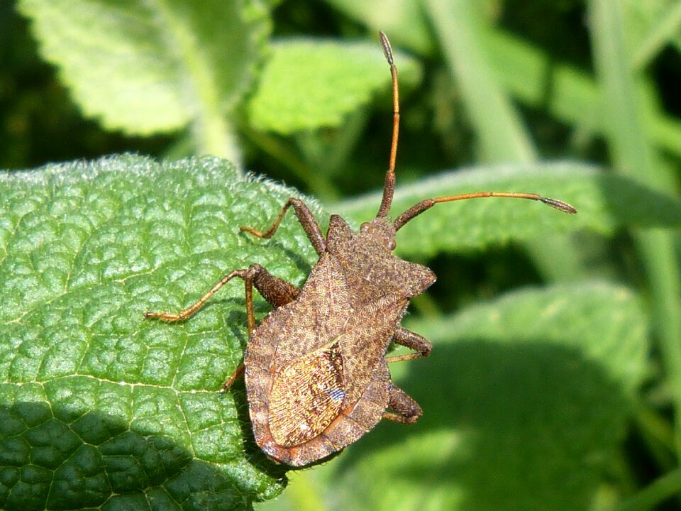 Insect arthropod leaf